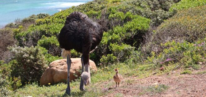 From Cape Town: Cape Point & Boulders Beach Full-Day Tour - Inclusions