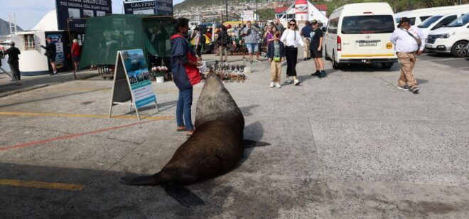 From Cape Town: Cape Point & Boulders Beach Full-Day Tour - Important Information