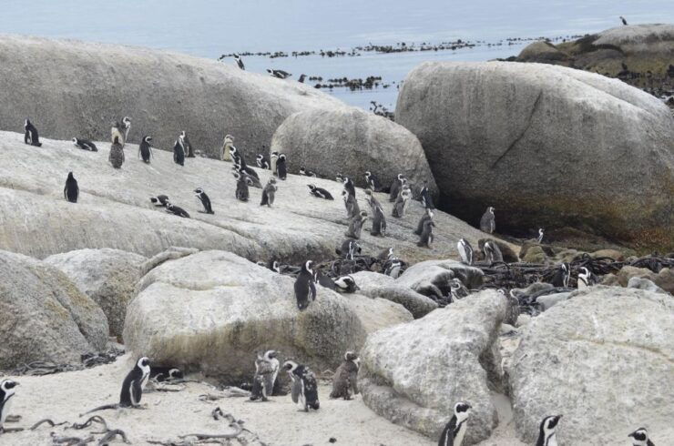 From Cape Town: Half-Day Boulders Beach and Penguins Tour - Tour Details