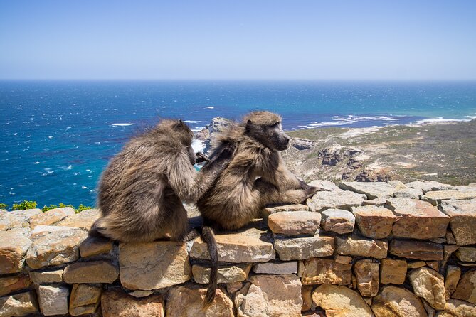 From Cape Town: Table Mountain, Cape of Good Hope & Penguins Including Park Fees - Exploring Table Mountain