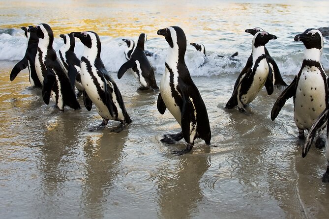From Cape Town: Table Mountain, Cape of Good Hope & Penguins Including Park Fees - The Sum Up