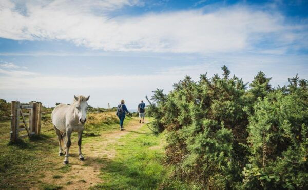 From Cardiff: Mumbles, Three Cliffs, Worms Head Gower Tour - Customer Reviews