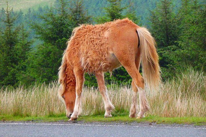 From Cardiff: Three Castles, Welsh Mountains & More Day Tour - FAQ