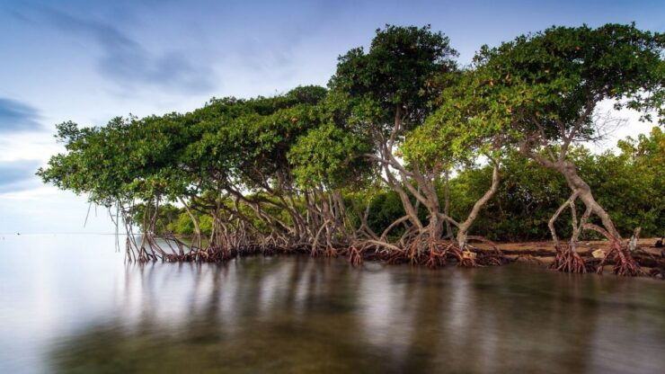 From Cartagena: Mangroves Trip With Lunch - Good To Know
