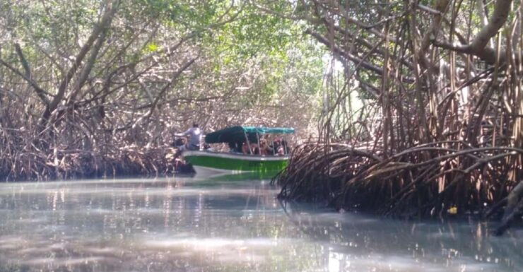 From Cartagena: Mangroves Trip With Lunch - Activity Details