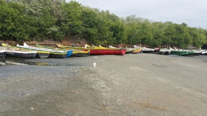 From Cartagena: Mangroves Trip With Lunch - Full Description
