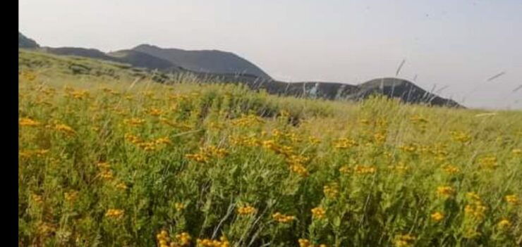 From Catania, Acireale, or Giarre: Mount Etna Half-Day Trip - Customer Reviews