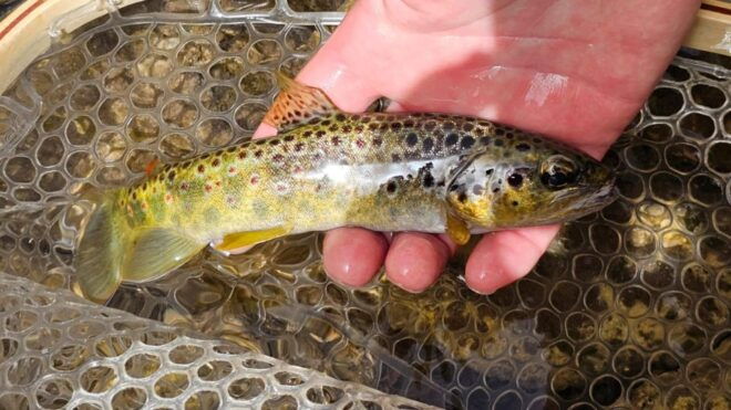 From Catania, Syracuse and Taormina: Fly Fishing Experience - Description and Inclusions