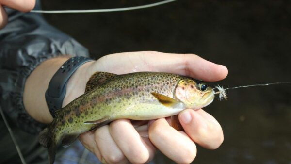From Catania, Syracuse and Taormina: Fly Fishing Experience - Directions and Itinerary