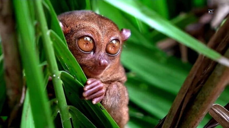 From Cebu: Bohol Countryside & Buffet Lunch Exclusive Tour - A Deep Dive into the Experience