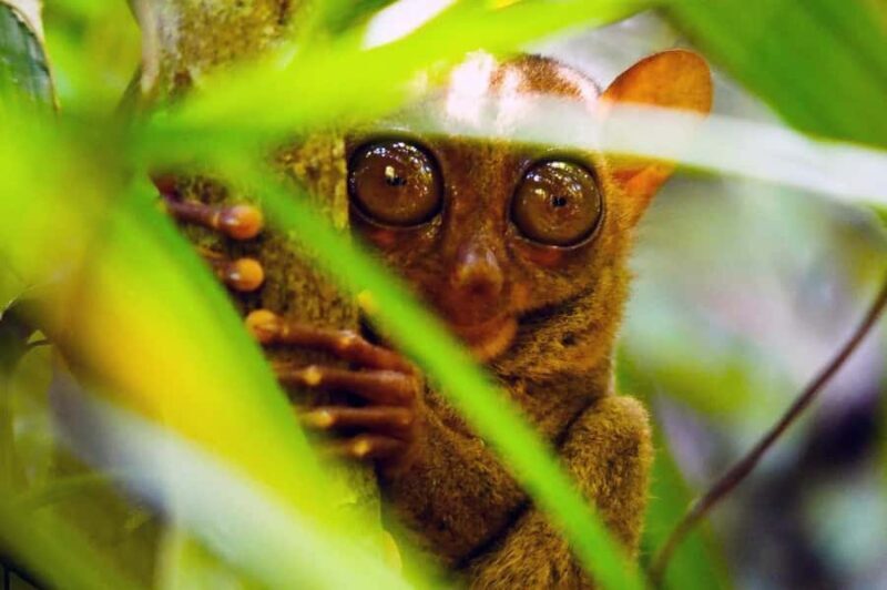 From Cebu: Bohol Countryside Private Tour with Loboc Lunch - Exploring the Bohol Countryside from Cebu: A Detailed Review of the Private Tour with Loboc Lunch