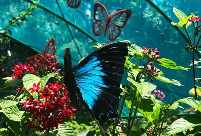 From Cebu: Bohol Countryside Tour Day Trip with Buffet Lunch - Final Thoughts