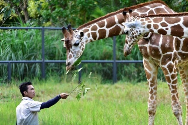 From Cebu City: Cebu Safari and Adventure Park Day Tour - Experience Highlights