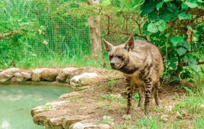 From Cebu City: Cebu Safari and Adventure Park Day Tour - Cebu Safari & Adventure Park
