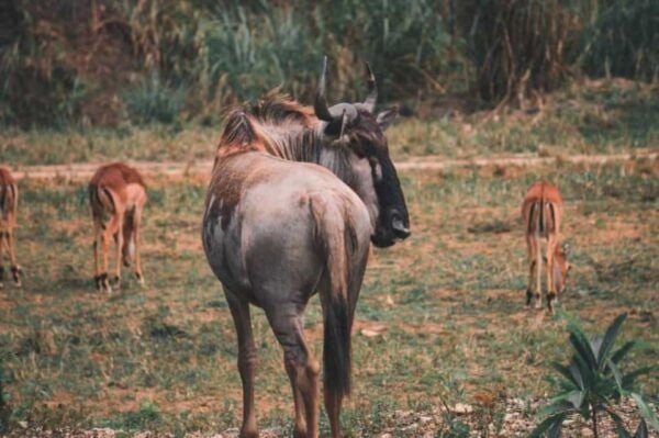 From Cebu City: Cebu Safari and Adventure Park Day Tour - The Sum Up