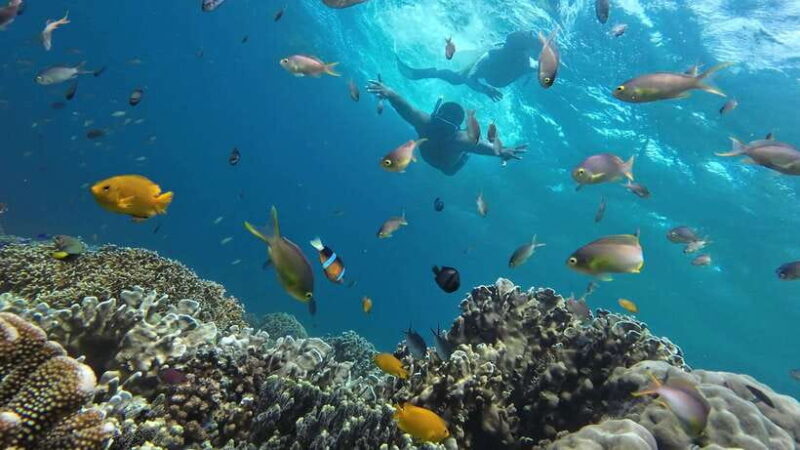 From Cebu City: Moalboal Pescador Snorkeling Tour + Lunch - Good To Know
