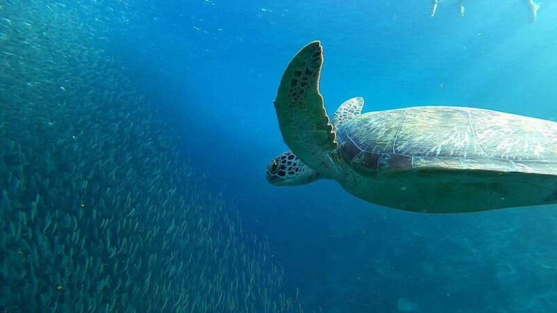 From Cebu City: Moalboal Pescador Snorkeling Tour + Lunch - Introduction: Why This Snorkeling Tour Stands Out