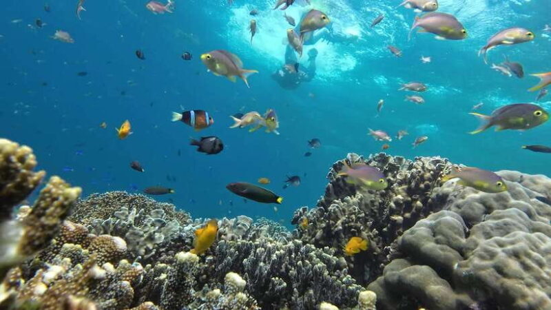 From Cebu City: Moalboal Pescador Snorkeling Tour + Lunch - The Sum Up