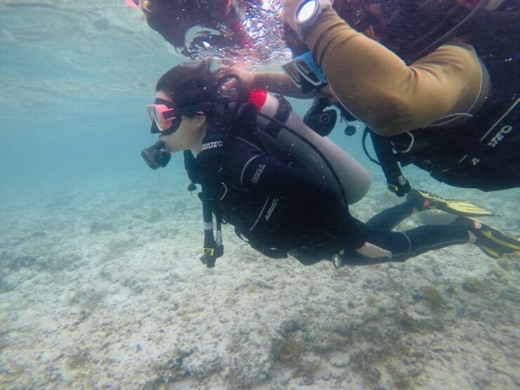 From Cebu City: Scuba Diving With Whale Sharks Trip in Oslob - Activity Details
