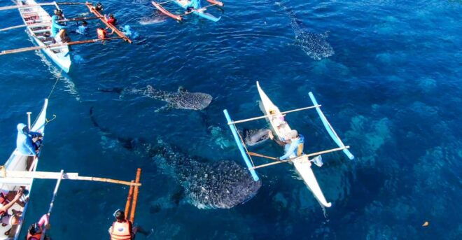 From Cebu City: Scuba Diving With Whale Sharks Trip in Oslob - Instructor and Guidance