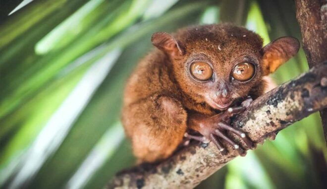 From Cebu: Full-Day Bohol Excursion - Common Questions