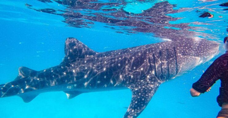 From Cebu: Oslob Whale Shark Snorkeling and Canyoning Tour - Booking and Cancellation Details