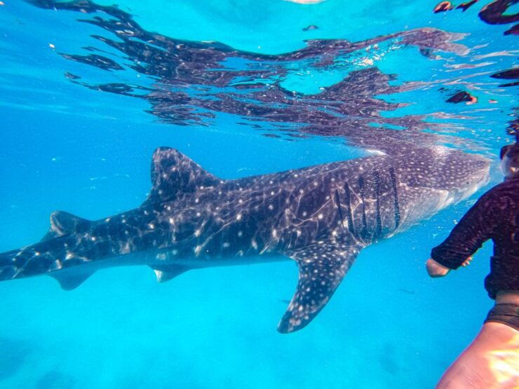 From Cebu: Oslob Whale Shark Snorkeling and Canyoning Tour - Tour Duration and Guide Information