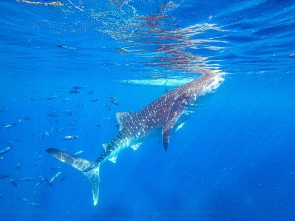 From Cebu: Oslob Whale Shark Snorkeling and Canyoning Tour - Common Questions