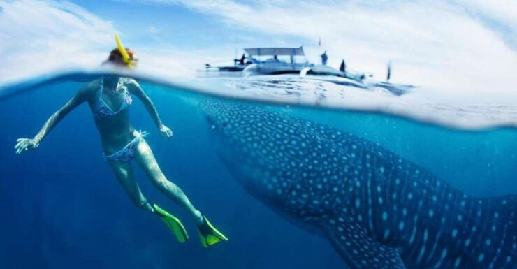 From Cebu: Whale Shark Tour and Tumalog Falls Private Tour - Booking and Cancellation Details