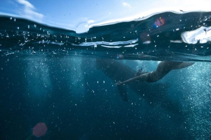 From Cebu: Whale Shark Tour and Tumalog Falls Private Tour - Experience Highlights