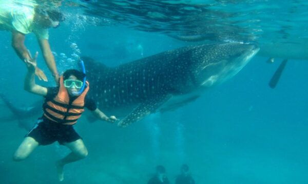 From Cebu: Whale Shark Tour and Tumalog Falls Private Tour - Directions and Itinerary