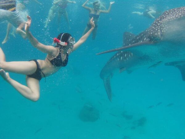 From Cebu: Whale Shark Tour and Tumalog Falls Private Tour - Common Questions