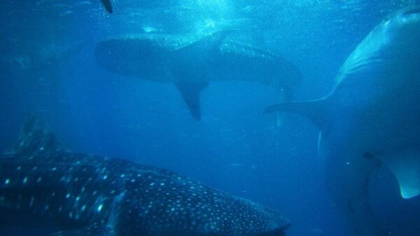 From Cebu: Whale Shark Tour and Tumalog Falls Private Tour - The Sum Up