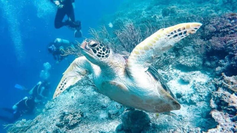 From Cebu:Pamilacan, Virgin Island, Dolphin Watching & Lunch - Good To Know