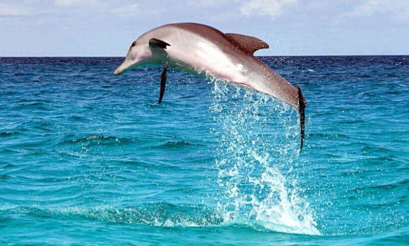 From Cebu:Pamilacan, Virgin Island, Dolphin Watching & Lunch - A Closer Look at the Itinerary