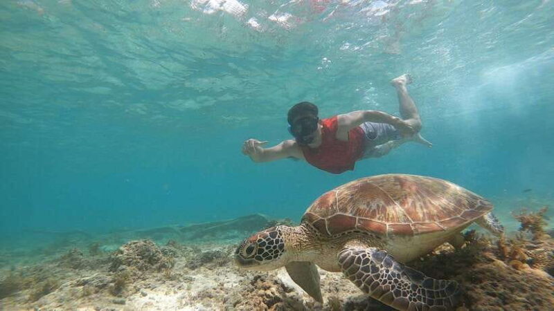 From Cebu:Pamilacan, Virgin Island, Dolphin Watching & Lunch - FAQs