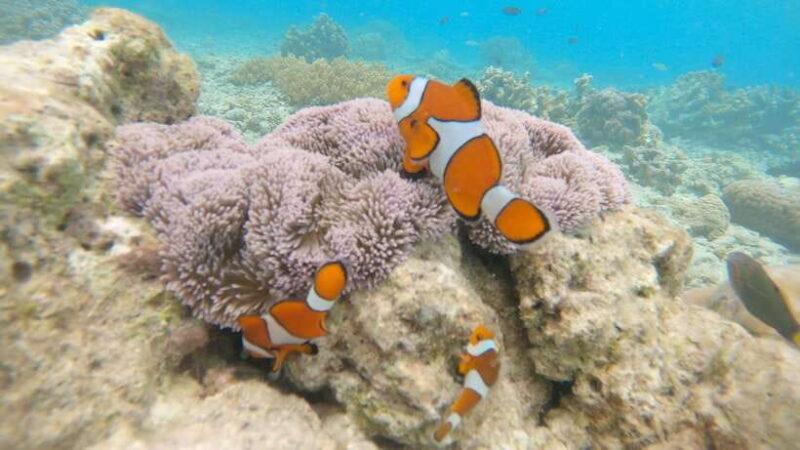 From Cebu:Pamilacan, Virgin Island, Dolphin Watching & Lunch - FAQ