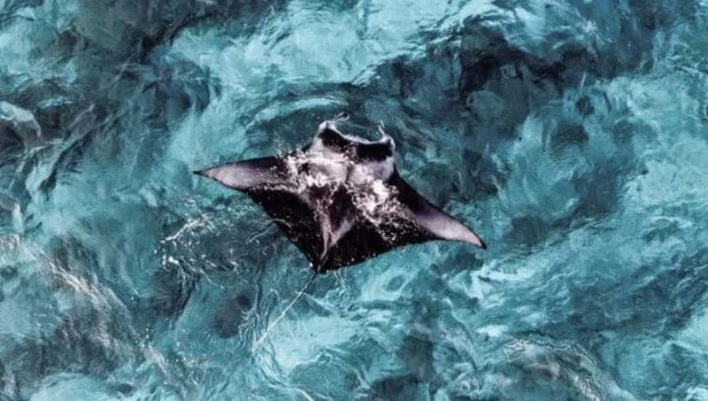 From Ceningan: Snorkeling with Manta Rays & Land Tour - Good To Know