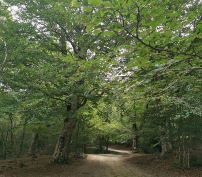 From Cesarò: Nebrodi Park by 4x4 Half-Day Trip - Key Highlights