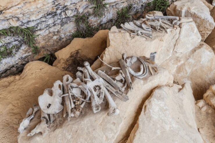 From Chachapoyas: Full-Day to the Sarcophagis of Karajia - Activity Details
