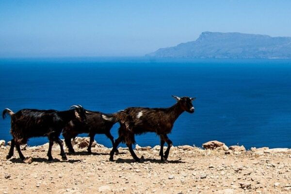 From Chania: Balos Lagoon & Falassarna Private 4WD Road Trip - Common Questions