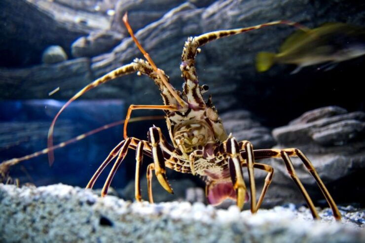 From Chania: CretAquarium, Heraklion City Tour - Good To Know
