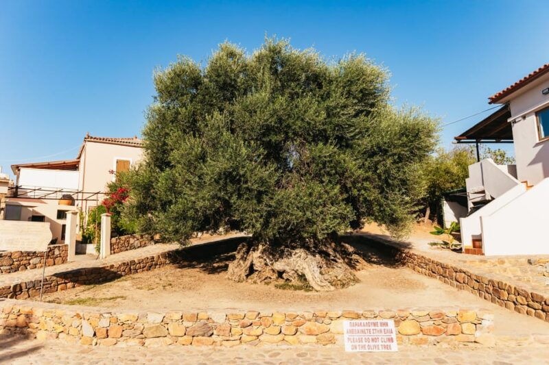 From Chania: Elafonisi and Falasarna Guided Tour with Snacks - The Price and Its Value