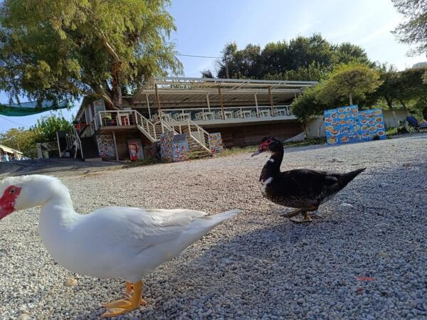 From Chania: Lake Kournas & Argiroupoli Springs Guided Tour - Transportation and Pickup Details