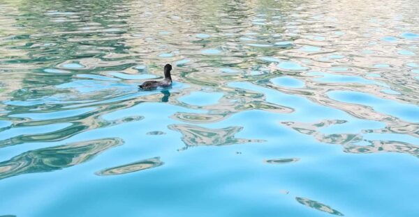 From Chania: Lake Kournas & Argiroupoli Springs Guided Tour - Important Tour Information