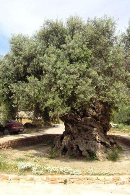 From Chania: Olive Oil, Wine, Cheese & Honey Tasting Tour - Activities and Entertainment