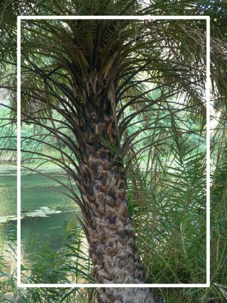 From Chania: Preveli Beach , a Day at a Tropical Paradise! - Booking Information