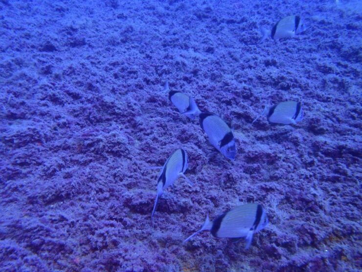 From Chania: Scuba Diving for Beginners - Diving Experience