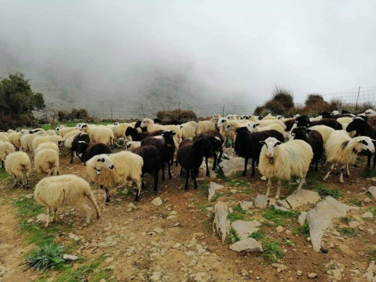 From Chania: White Mountains Land Rover Safari - Good To Know
