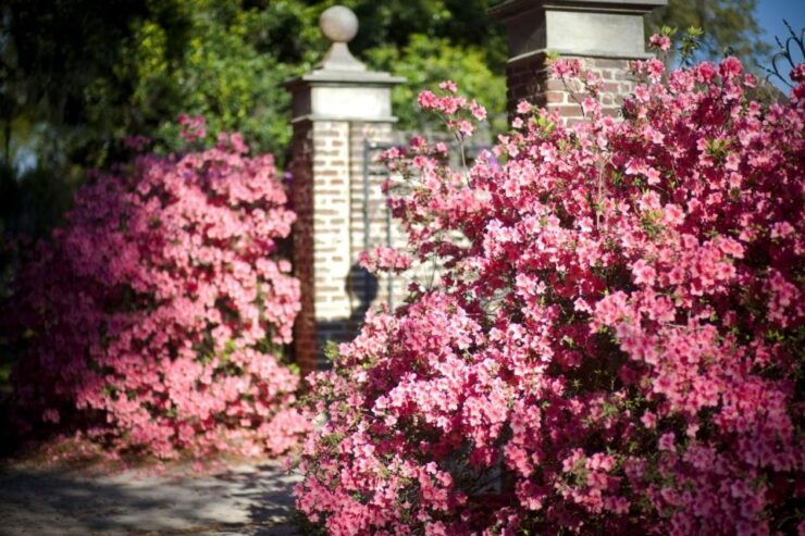 From Charleston: Boone Hall Plantation Entry With Transfers - Experience
